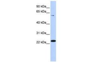 Image no. 1 for anti-Zinc Finger Protein 460 (ZNF460) (AA 36-85) antibody (ABIN6741086) (ZNF460 antibody  (AA 36-85))