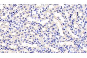 Detection of FSTL3 in Mouse Kidney Tissue using Polyclonal Antibody to Follistatin Like Protein 3 (FSTL3) (FSTL3 antibody  (AA 24-256))