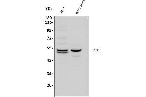 Western blot analysis of DRAGON/RGMB using anti-DRAGON/RGMB antibody (ABIN7601818).