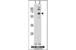 Western blot analysis of CHRM2 using rabbit polyclonal CHRM2 Antibody using 293 cell lysates (2 ug/lane) either nontransfected (Lane 1) or transiently transfected (Lane 2) with the CHRM2 gene. (Muscarinic Acetylcholine Receptor M2 antibody  (AA 336-364))