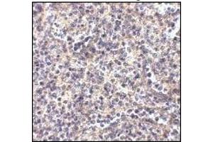 Immunohistochemistry: ATG5 antibody staining of Human Spleen tissue lysate at 2 μg/ml (ATG5 antibody  (N-Term))