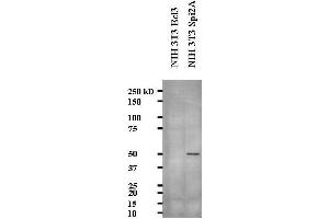 Western blot showing Anti- Serine Protease Inhibitor 2A (Spi2A) on NIH3T3 cell lysate (serine (Or Cysteine) Peptidase Inhibitor, Clade A, Member 3G (Serpina3g) (AA 406-426) antibody)