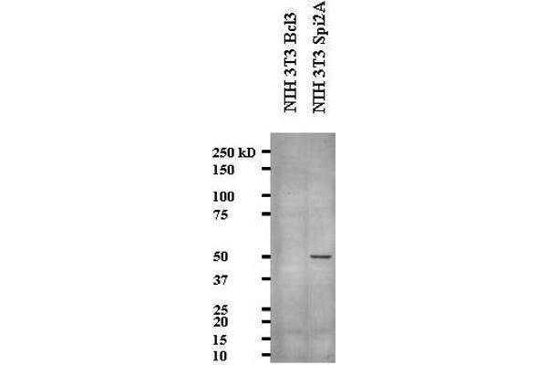serine (Or Cysteine) Peptidase Inhibitor, Clade A, Member 3G (Serpina3g) (AA 406-426) antibody
