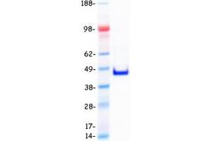 TCEAL4 Protein (Transcript Variant 1) (Myc-DYKDDDDK Tag)