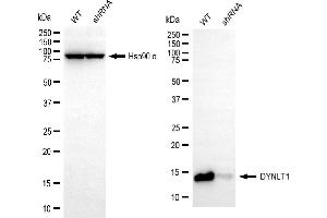 Western blotting analysis using DYNLT1 antibody (ABIN7798405).