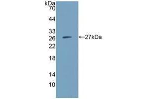 Detection of Recombinant IGSF16, Human using Polyclonal Antibody to CD300 Antigen Like Family Member C (CD300c)