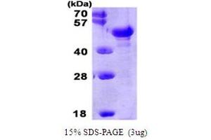SDS-PAGE (SDS) image for Pentraxin 3 (PTX3) (AA 18-381) protein (His tag) (ABIN667737) (PTX3 Protein (AA 18-381) (His tag))