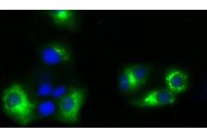 Image no. 3 for anti-Nucleotide Exchange Factor SIL1 (SIL1) antibody (ABIN1496811) (SIL1 antibody)