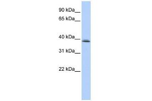 WB Suggested Anti-SRRD Antibody Titration:  0.