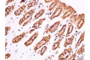 Paraformaldehyde-fixed, paraffin embedded mouse stomach, Antigen retrieval by boiling in sodium citrate buffer (pH6) for 15min, Block endogenous peroxidase by 3% hydrogen peroxide for 30 minutes, Blocking buffer (normal goat serum) at 37°C for 20min, Antibody incubation with Rabbit Anti-PLC gamma 1 (Tyr783) Polyclonal Antibody, Unconjugated  at 1:200 overnight at 4°C, followed by a conjugated secondary for 90 minutes and DAB staining (Phospholipase C gamma 1 antibody  (pTyr783))