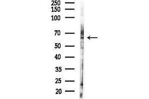anti-Podocan (PODN) (N-Term) antibody