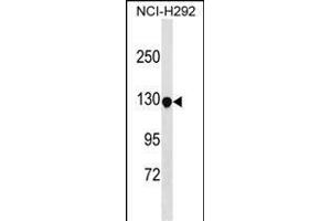 KIT Antibody (Center  ) (ABIN1538202 and ABIN2850153) western blot analysis in NCI- cell line lysates (35 μg/lane). (KIT antibody  (AA 252-281))