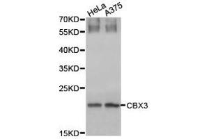 Western Blotting (WB) image for anti-Chromobox Homolog 3 (CBX3) antibody (ABIN1871498) (CBX3 antibody)