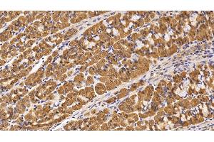 Detection of Surv in Porcine Stomach Tissue using Monoclonal Antibody to Survivin (Surv) (Survivin antibody  (AA 1-142))