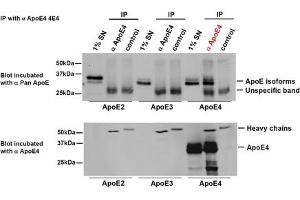 Immunoprecipitation. (APOE antibody  (Arg110))