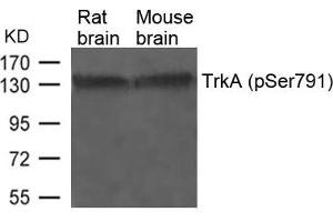 Western blot analysis of extracts from Rat and Mouse brain tissue using TrkA(Phospho-Ser791) Antibody. (TRKA antibody  (pTyr791))