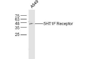 A549 (hu) lysates probed with 5HT1F Receptor/SR-1F Polyclonal Antibody, unconjugated  at 1:300 overnight at 4°C followed by a conjugated secondary antibody at 1:10000 for 60 minutes at 37°C. (HTR1F antibody  (AA 1-100))