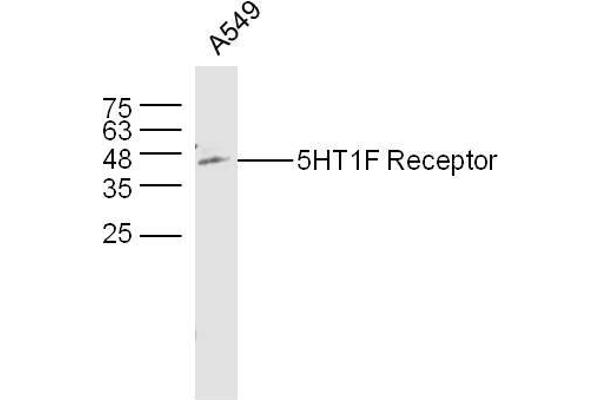 HTR1F 抗体  (AA 1-100)