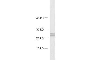dilution: 1 : 1000, sample: synaptosomal fraction of rat brain (P2) (VAMP7 antibody  (AA 119-188))