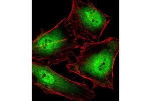 Fluorescent image of Hela cells stained with POLR2C Antibody (C-term) B. (POLR2C antibody  (C-Term))