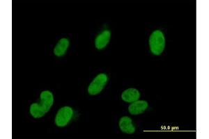 Immunofluorescence of purified MaxPab antibody to SMARCE1 on HepG2 cell. (SMARCE1 antibody  (AA 1-411))