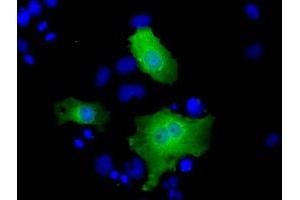 Anti-FHL1 mouse monoclonal antibody (ABIN2453043) immunofluorescent staining of COS7 cells transiently transfected by pCMV6-ENTRY FHL1 (RC203478). (FHL1 antibody)