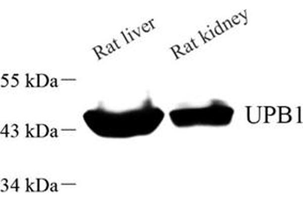 UPB1 antibody