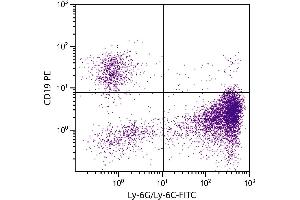 BALB/c mouse bone marrow cells were stained with Rat Anti-Mouse Ly-6G/Ly-6C-FITC. (LY6C + LY6G antibody (FITC))