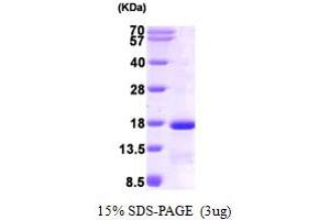 SDS-PAGE (SDS) image for Eukaryotic Translation Initiation Factor 1 (EIF1) (AA 1-113) protein (His tag) (ABIN668051) (EIF1 Protein (AA 1-113) (His tag))