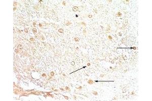 Rat brain tissue stained by Rabbit Anti-NPB-29 (Rat) at 1:200-500 (Neuropeptide B-29 (NPB-29) antibody)