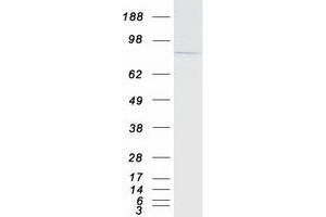 Validation with Western Blot (BRD7 Protein (Myc-DYKDDDDK Tag))