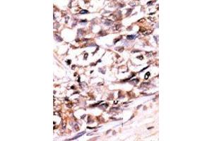 Image no. 2 for anti-Dual Specificity Phosphatase 13 (DUSP13) (AA 13-1), (N-Term) antibody (ABIN360792) (DUSP13 antibody  (N-Term))