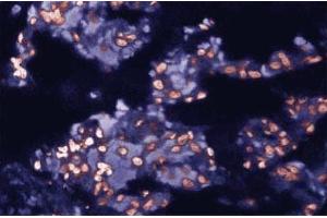 Immunofluorescent staining of Rabbit Lung tissue with anti-c-cbl antibody. (CBL antibody  (AA 595-810))