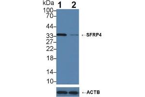 Knockout Varification: Lane 1: Wild-type Hela cell lysate; Lane 2: SFRP4 knockout Hela cell lysate; Predicted MW: 40kDa Observed MW: 35kDa Primary Ab: 2µg/ml Mouse Anti-Human SFRP4 Antibody Second Ab: 0. (SFRP4 antibody  (AA 22-346))