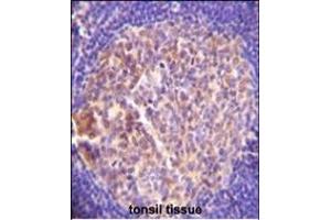 GRK6 Antibody (C-term) A immunohistochemistry analysis in formalin fixed and paraffin embedded human tonsil tissue followed by peroxidase conjugation of the secondary antibody and DAB staining. (GRK6 antibody  (C-Term))