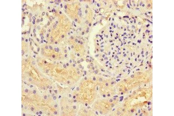 GUCY1A1 antibody  (AA 20-152)