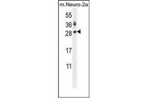 Western blot analysis of LIN28A Antibody (Center) in mouse Neuro-2a cell line lysates (35ug/lane). (LIN28A antibody  (Middle Region))