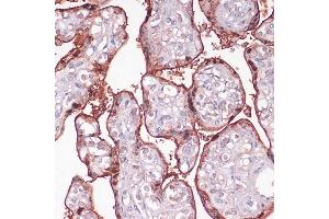 Immunohistochemistry of paraffin-embedded human placenta using S100P antibody (ABIN7270133) at dilution of 1:100 (40x lens). (S100P antibody  (AA 1-95))