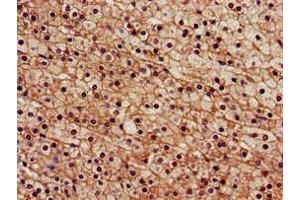 Immunohistochemistry of paraffin-embedded human adrenal gland tissue using ABIN7168837 at dilution of 1:100 (SENP2 antibody  (AA 138-324))