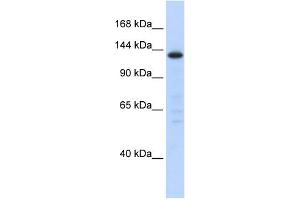WB Suggested Anti-SF3B3 Antibody Titration:  0. (SF3B3 antibody  (Middle Region))