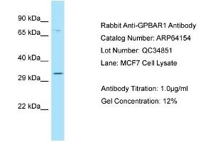 Western Blotting (WB) image for anti-G Protein-Coupled Bile Acid Receptor 1 (GPBAR1) (C-Term) antibody (ABIN2789752) (GPBAR1 antibody  (C-Term))