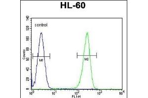 OR2W3 Antibody (C-term) (ABIN655206 and ABIN2844819) flow cytometric analysis of HL-60 cells (right histogram) compared to a negative control cell (left histogram). (OR2W3 antibody  (C-Term))