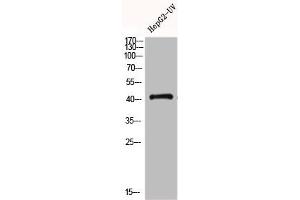 Western Blot analysis of HEPG2-UV cells using GPR120 Polyclonal Antibody (O3FAR1 antibody  (Internal Region))