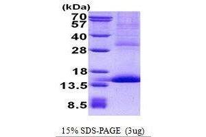 Figure annotation denotes ug of protein loaded and % gel used. (CD42a Protein)