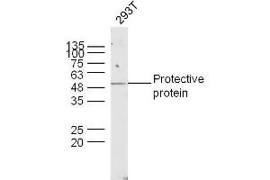 Human 293T lysates probed with Lysosomal Protective Protein Polyclonal Antibody, unconjugated  at 1:300 overnight at 4°C followed by a conjugated secondary antibody at 1:10000 for 90 minutes at 37°C. (CTSA antibody  (AA 401-480))