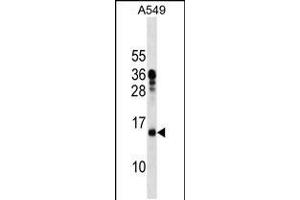 Western blot analysis in A549 cell line lysates (35ug/lane). (MRPL11 antibody  (N-Term))