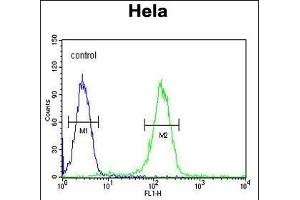 CCNH Antibody (C-term) (ABIN654894 and ABIN2844544) flow cytometric analysis of Hela cells (right histogram) compared to a negative control cell (left histogram). (Cyclin H antibody  (C-Term))