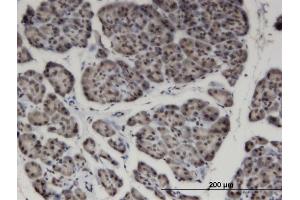 Immunoperoxidase of monoclonal antibody to ZNF44 on formalin-fixed paraffin-embedded human pancreas. (Zinc Finger Protein 44 antibody  (AA 1-103))