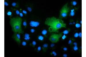 Immunofluorescence (IF) image for anti-T-Complex 11, Testis-Specific-Like 2 (TCP11L2) antibody (ABIN1501346) (TCP11L2 antibody)