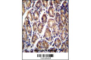 RARRES1 Antibody immunohistochemistry analysis in formalin fixed and paraffin embedded human stomach tissue followed by peroxidase conjugation of the secondary antibody and DAB staining. (RARRES1 antibody  (C-Term))